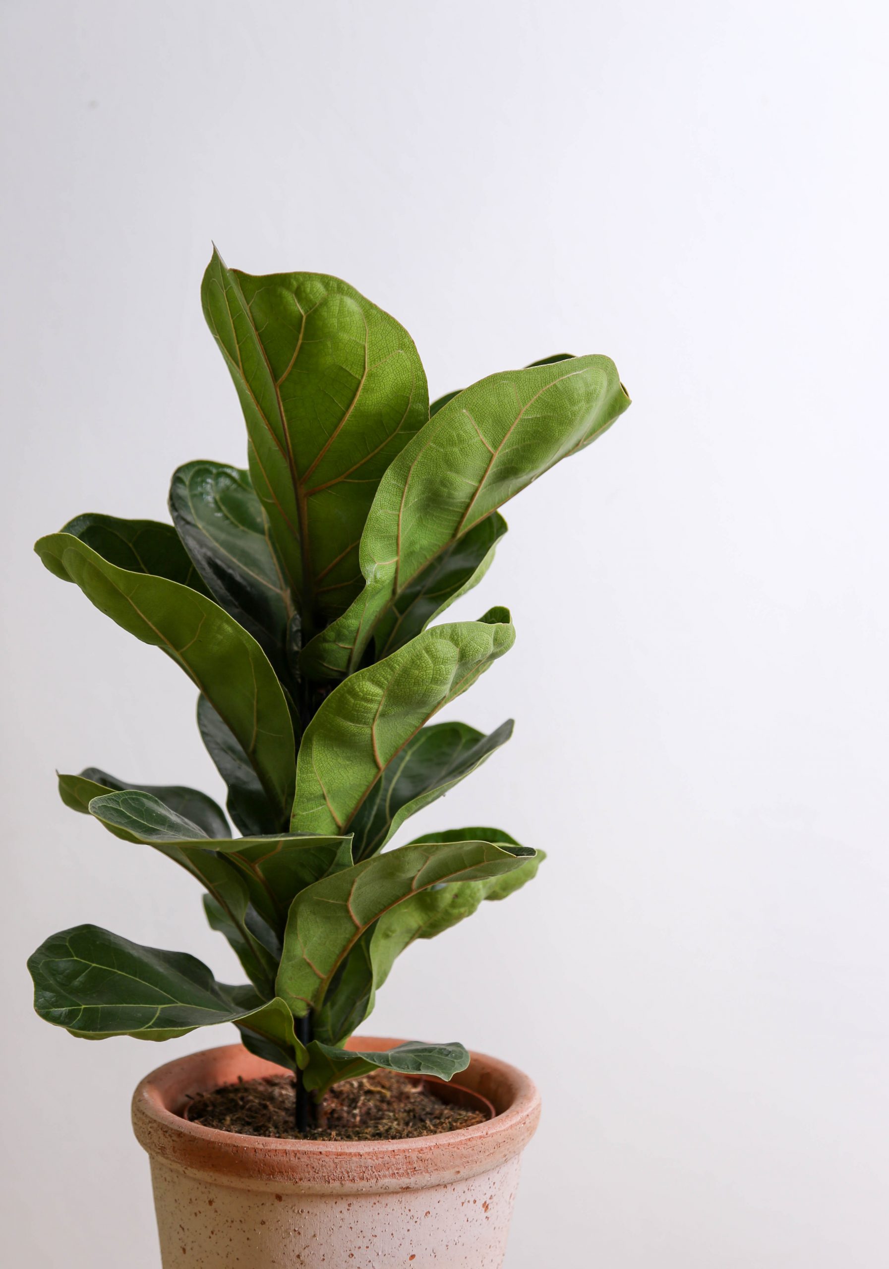 thehorticulture-24