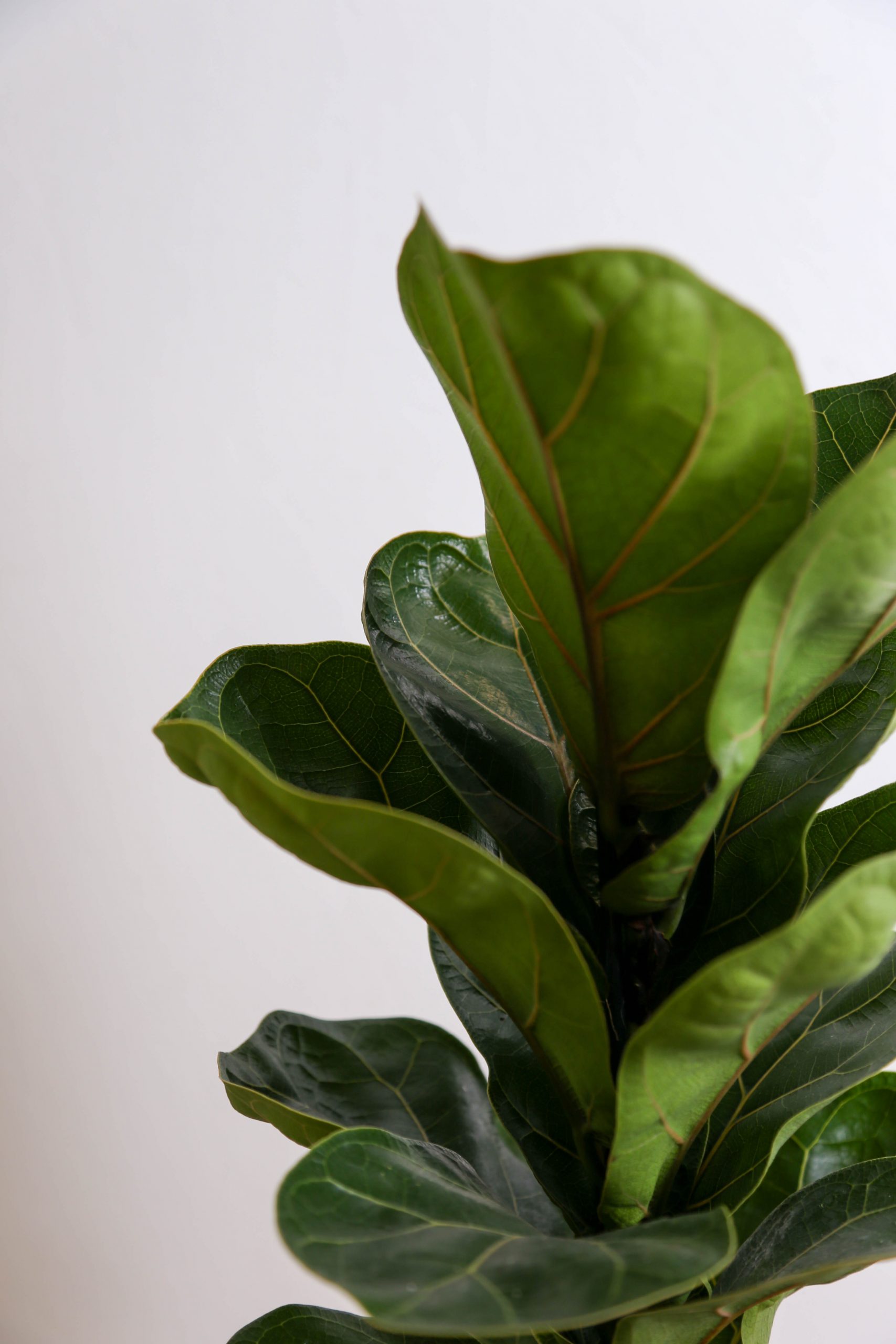 thehorticulture-25