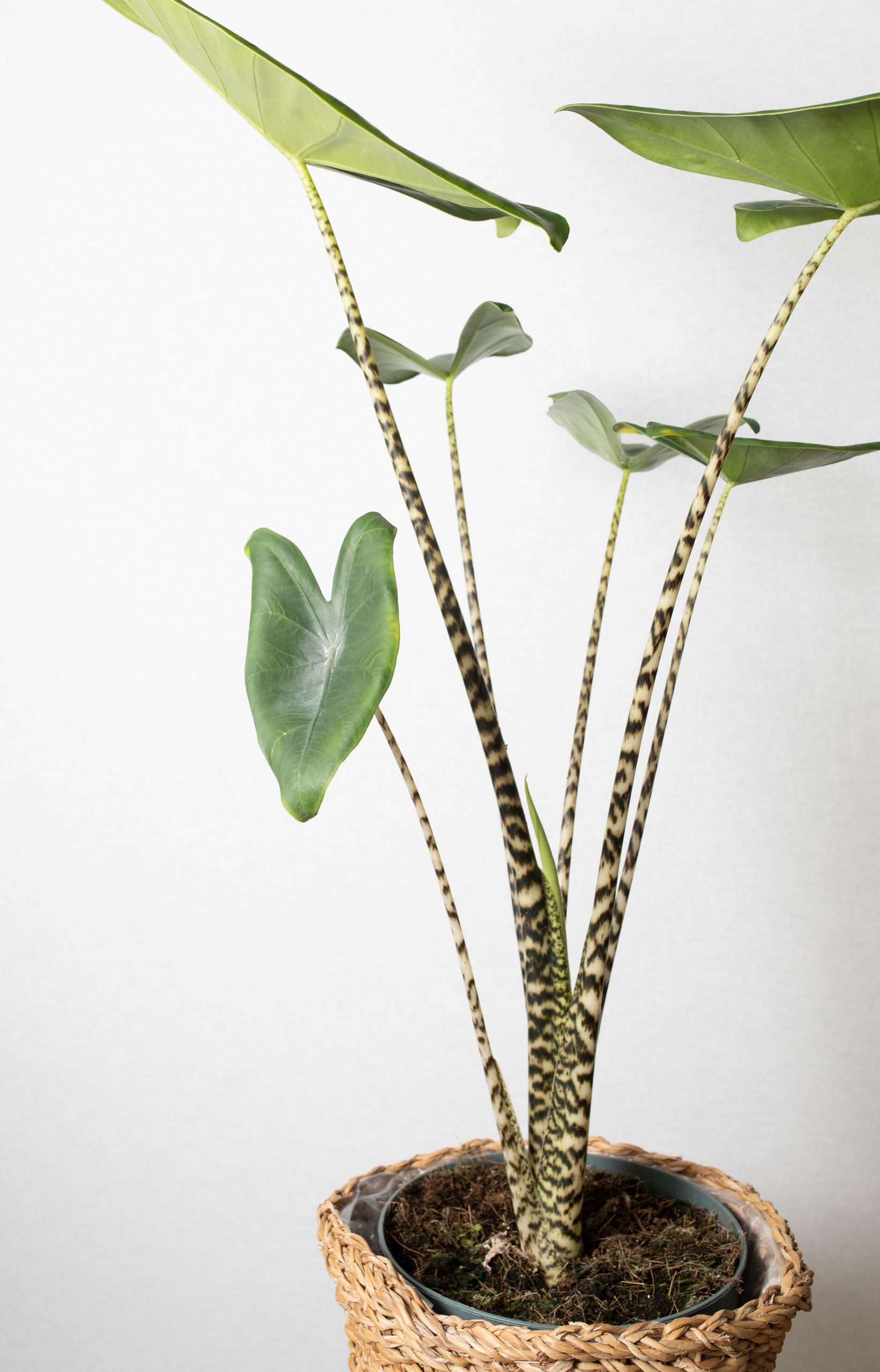 Horticulture 04-218
