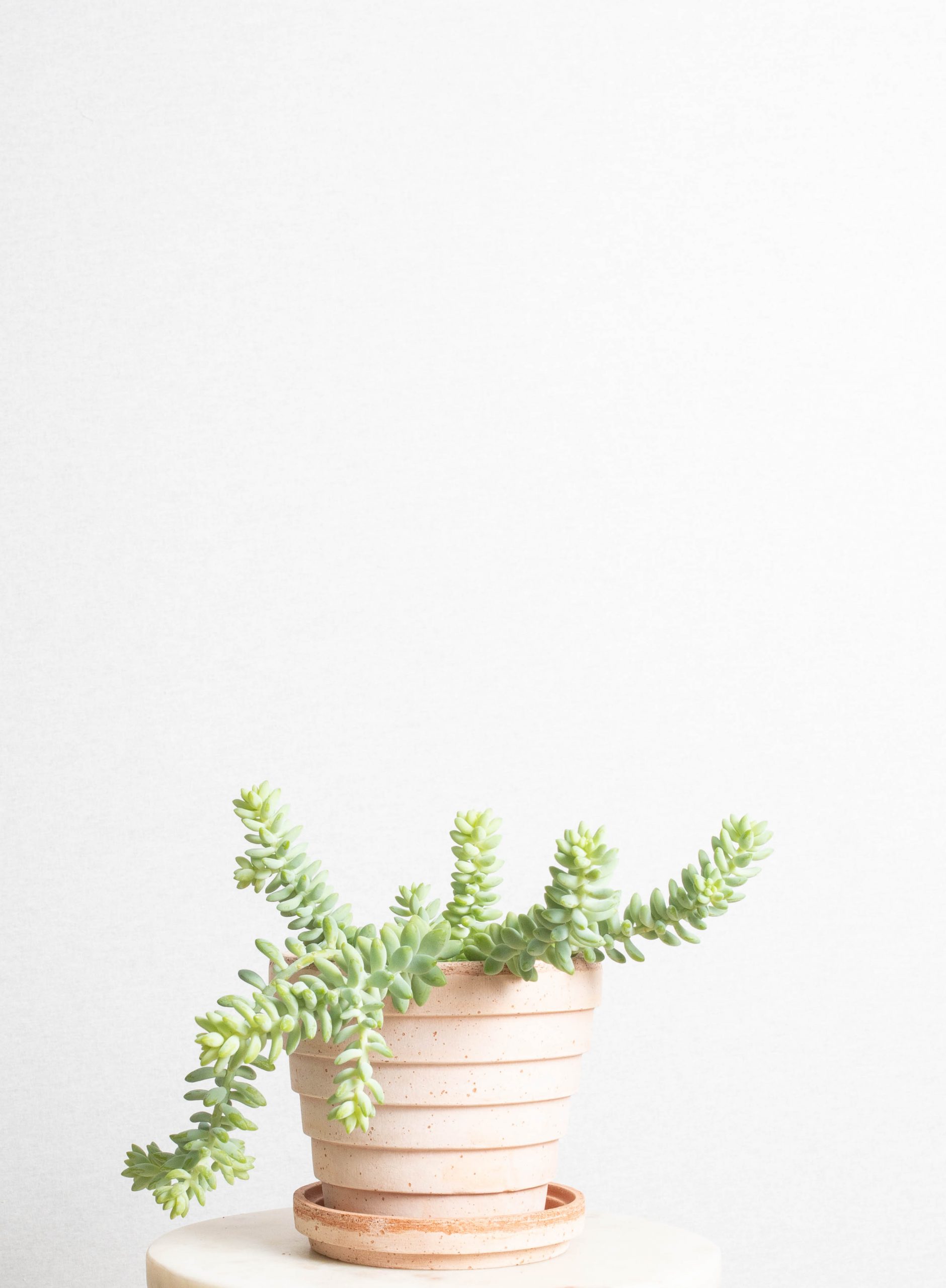Horticulture-740