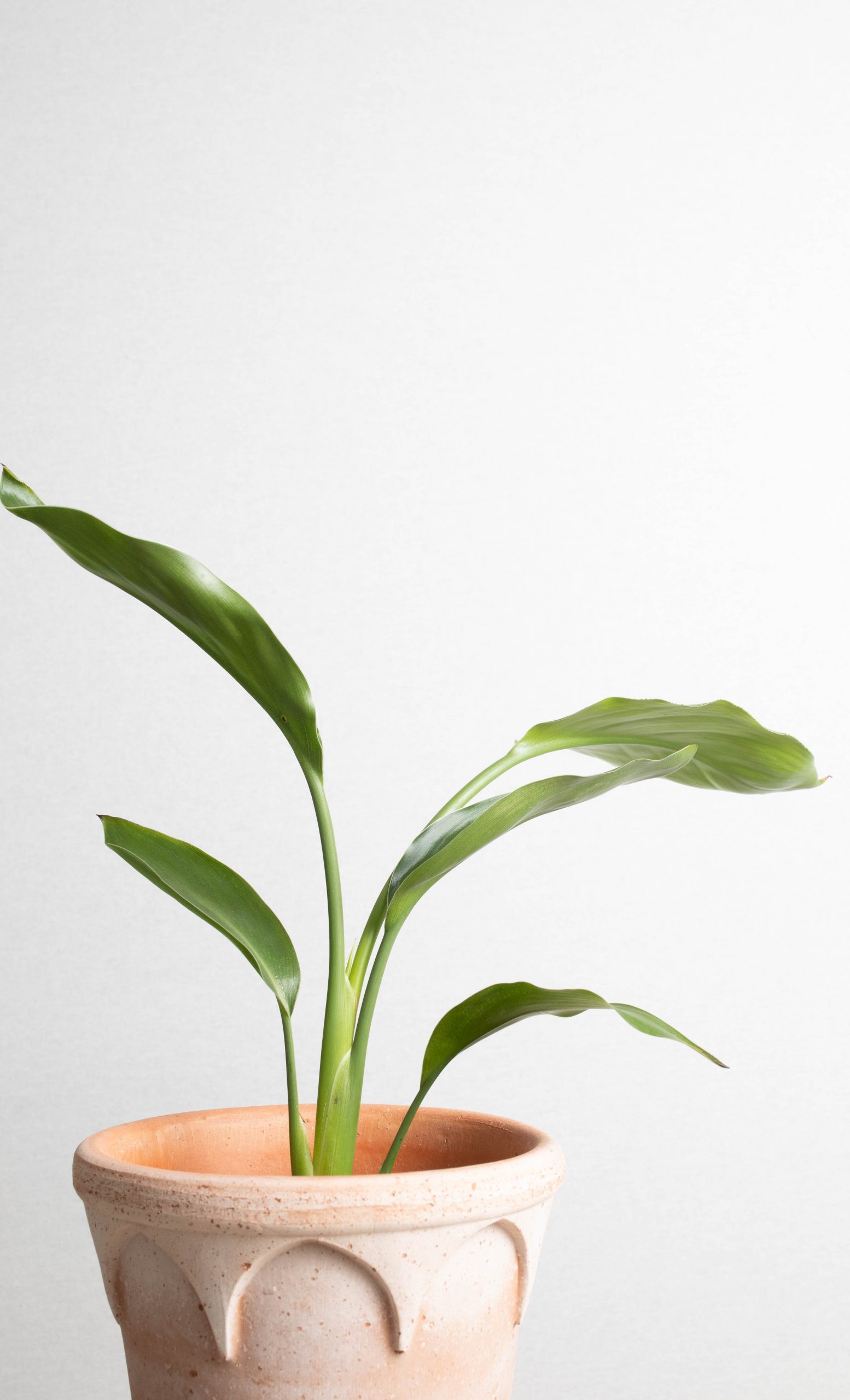 Horticulture-753